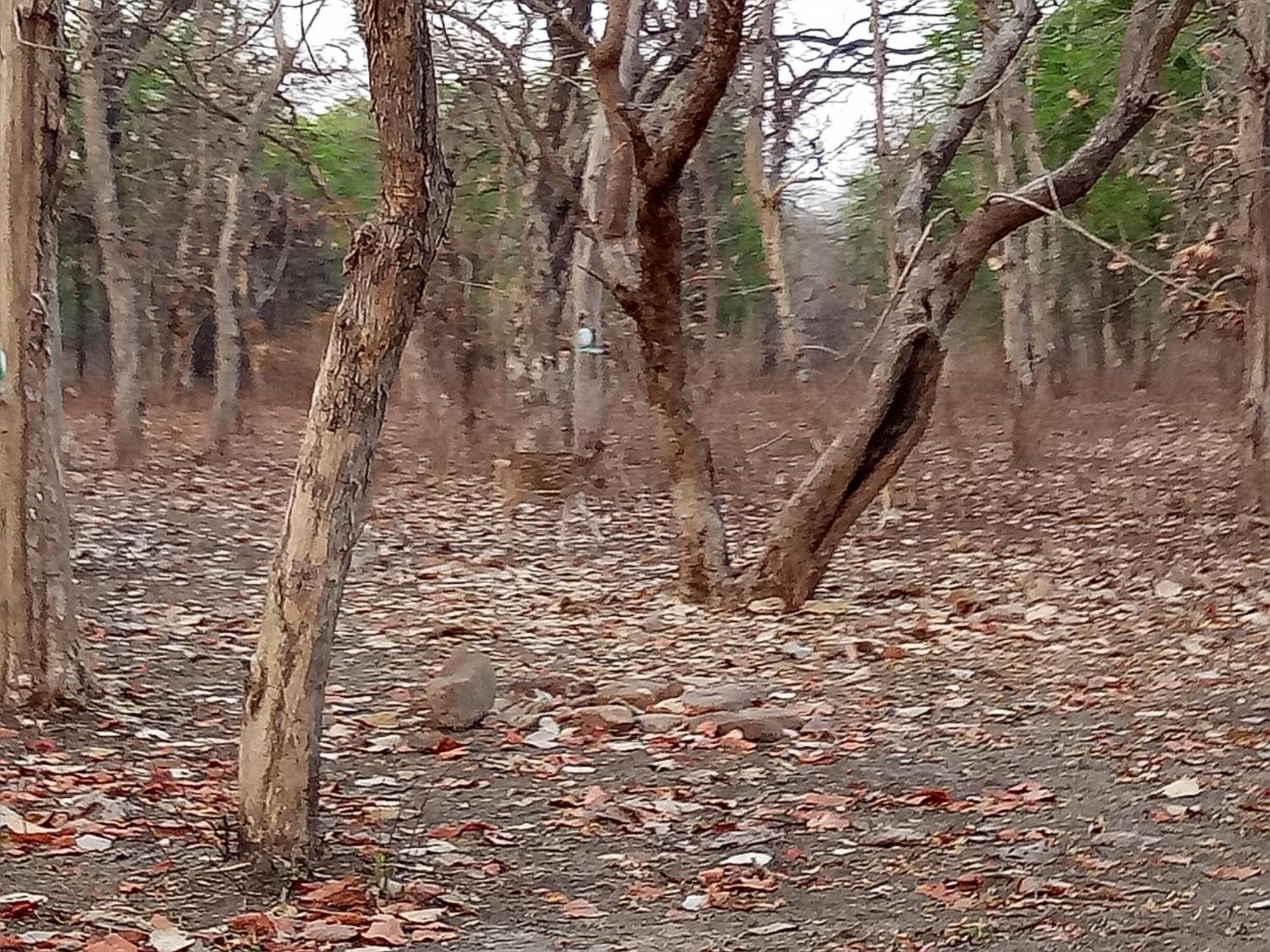 Abhiram Homestay Khajurāho Exteriér fotografie